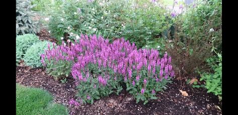 Pink Salvia Plant, Salvia Plant, Pink Profusion Salvia, Salvia Mystic Spires, Salvia Confertiflora, Salvia Plants, Salvia Nemorosa, Perennials, Plants