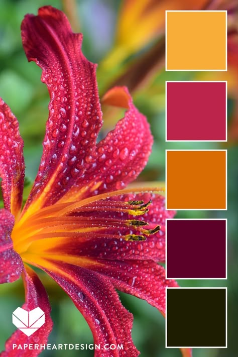 Color Palette: Viva Magenta Pantone 2023 Color of the Year — Paper Heart Design Palettes Color, Aubergine Color, Cold Colors, Color Schemes Colour Palettes, Eggplant Color, Flowers Paper, Color Palate, Design Seeds, Color Palette Design