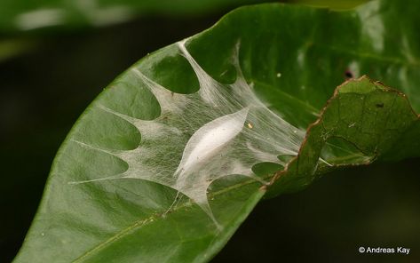 https://flic.kr/p/MRdKdd | Tent with larva of a moth or egg sac of a spider? | from Ecuador: www.flickr.com/andreaskay/albums Moth Nest, Moth Life Cycle, Butterfly Pupa, Insect Eggs, Silk Cocoon, Spider Silk, Types Of Insects, Weird Plants, Insect Collection