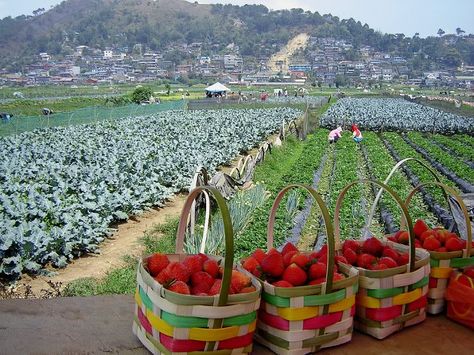 Strawberry farm, Baguio City PH Strawberry Farm Baguio, Baguio Philippines, Philippines Vacation, Philippines Beaches, Strawberry Farm, Grass Wallpaper, Baguio City, Bataan, Siargao