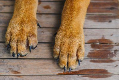 Why Do My Dog's Feet Smell Like Fritos? Dog Skeleton, Dog Smells, Puppy Dog Eyes, Cat Paw Print, Dog Facts, Dog Nails, Corn Chips, Fluffy Dogs, Dog Eyes