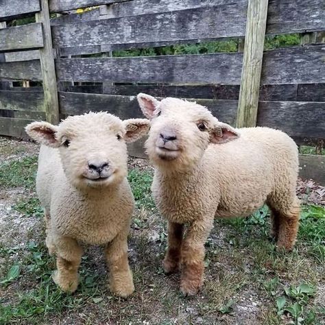 Gözde on Instagram: “Werbung| Advertisement TAG YOUR FRIENDS Babydoll sheep 🐑🍒 My heart just melted , they made me smile i hope they have the same effect on…” Babydoll Sheep, Micro Pigs, Pygmy Goat, Baby Farm Animals, Baby Sheep, Miniature Dogs, Mini Farm, Sheep And Lamb, Cute Sheep