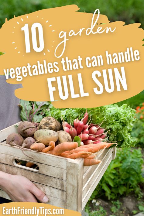 Full Sun Vegetables, Full Sun Garden, Start A Garden, Benefits Of Gardening, Sun Loving Plants, Full Sun Plants, Gardening Diy, Garden Vegetables, Sun Garden