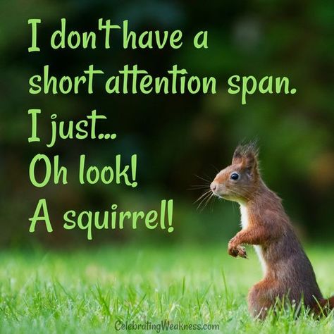 I don't have a short attention span. I just... Oh look! A squirrel! Diy Squirrel Feeder, Squirrel Quote, Squirrel Memes, Funny Squirrel Pictures, Squirrel Eating, White Squirrel, Squirrel Pictures, Squirrel Feeder, Ground Squirrel