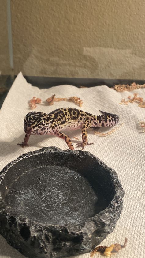 #geko #gekoarredi #gekoarredicarlocorina #lizard #animal #pet #mascota #mascotasanas #reptiles #reptiles Pet Reptiles Aesthetic, Reptiles Aesthetic, Pet Reptiles, Reptiles Pet, Reptiles, Pet, Animals