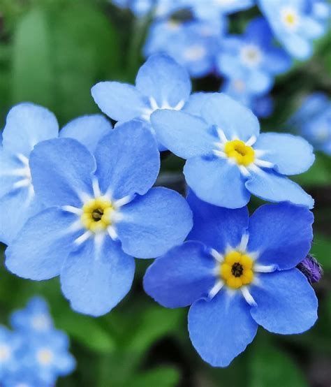 Forget Me Knots, Flowers Represent, Flower Words, 12 Dancing Princesses, Forget Me Not Flowers, Flower Close Up, Forget Me Not Flower, Transparent Flowers, Wildflower Bouquet