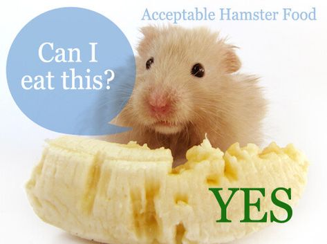 Hamster Food, Treats & Diet: What Types, How Much & Often Diy Hamster Toys, Hamster Diet, Bear Hamster, Hamster Diy, Hamster Life, Hamster Habitat, Hamster Food, Class Pet, Hamster Treats