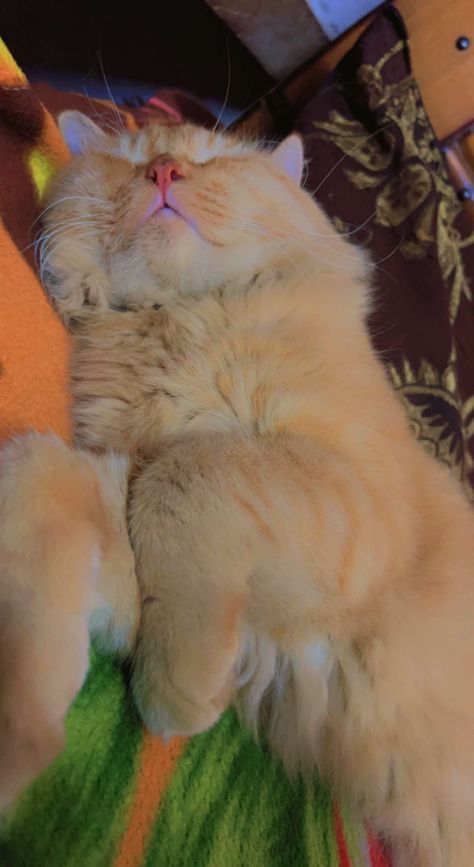 Orange Persian Cat, Heart Overlay, Antique Aesthetic, Lovely Flowers Wallpaper, Basic Mehndi Designs, Best Poses For Pictures, Cool Wallpapers Cartoon, Download Cute Wallpapers, Cat Sleeping