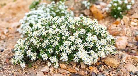 Xeriscape Yard, Utah Wildflowers, Tall Perennial Flowers, Shade Perennial Garden, Utah Gardening, Utah Garden, Spring Perennials, Water Wise Landscaping, Partial Shade Plants