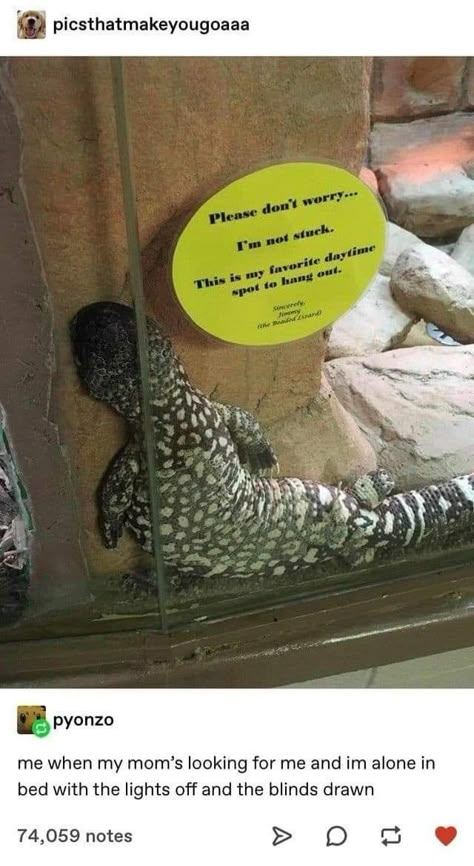 Lizard People, Six Feet Under, Lizards, Cute Little Animals, Tumblr Funny, Tumblr Posts, Animal Memes, Cute Funny Animals, Funny Laugh