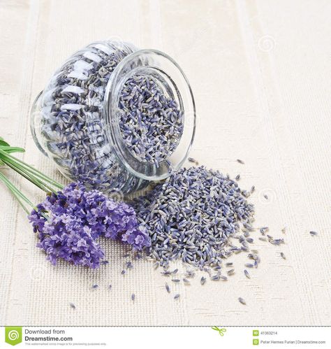 Lavender Flowers Fresh And Dry Stock Photo - Image: 41363214 Pregnancy Care Package, Fresh Crop, Wedding Toss, Biodegradable Confetti, Wedding Exit, Dried Lavender Flowers, Flower Confetti, Spa Gift Box, Get Well Soon Gifts