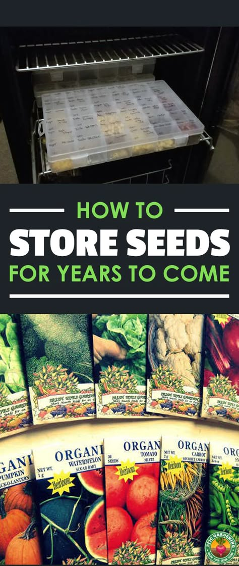 Learn the best ways of storing seeds for the future with our in-depth how-to guide. We cover everything from containers to cold storage! How To Store Seeds, Storing Seeds, Seed Storage, Container Vegetables, Organic Vegetable Garden, Survival Gardening, Seed Saving, Home Vegetable Garden, Container Gardening Vegetables