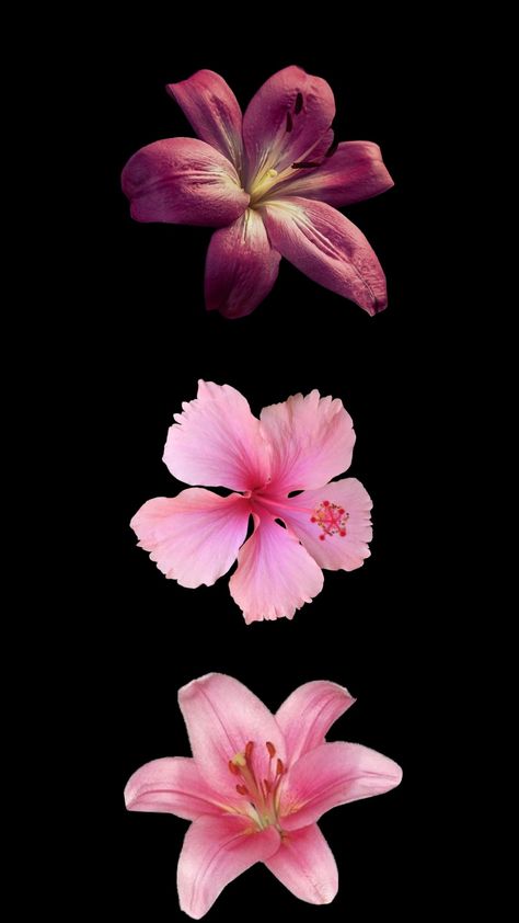 High Definition Flower Wallpapers, Realistic Flower Wallpaper, Lotus Flower Wallpaper Iphone Wallpapers, Hubiskis Flower Wallpaper, Hibiscus Wallpaper Black Background, Matching Flower Wallpaper, Habisquis Flower Wallpaper, Flower With Black Background Wallpaper, Hibiscus Flower Black Background