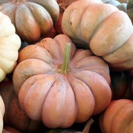 Pumpkin Seeds - On Sale Now...by the Packet or in Bulk! Cinderella Garden, Make Fabric Pumpkins, Heirloom Pumpkins, Fast Growing Vegetables, Types Of Pumpkins, Pumpkin Tutorial, Pumpkin Cottage, Fall Perennials, Pumpkin Varieties