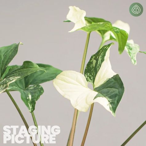 Syngonium Fantasy | Buy online || Best Buds - Unique tropical plants– Best Buds Plants Anthurium Besseae, Arrowhead Vine, Plant Bud, Gent Belgium, Arrowhead Plant, Plant Powered, Best Bud, Plant Pictures, House Plant Care