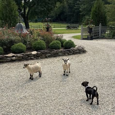 Anwar Hadid, Tiny Animals, Future Farms, Farm Lifestyle, Dream Farm, Countryside House, Ranch Life, Country Side, Weimaraner