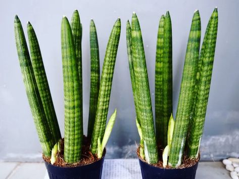 12 Different Types of Snake Plants - Garden Lovers Club Different Types Of Snake Plants, Snake Plant Types, Sanseveria Types, Types Of Snake Plants, Snake Plant Decor, Snake Plant Indoor, Types Of Snake, Sansevieria Plant, Plant Benefits