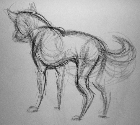 Dog Gesture 01 by Raven-Scribbles.deviantart.com on @deviantART Proportional Drawing, Human Gesture, Scribble Drawings, Gesture Drawings, Dog Expressions, Life Study, School Painting, Drawing Animals, Art Resources