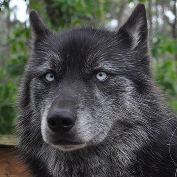 These BEAUTIFUL animals need a home guys!!!  Please help!! Black Dog With Blue Eyes, Black Wolf Blue Eyes, Black Wolf Pup, Black Wolf Dog, Wolf Study, Dog With Blue Eyes, Wolf With Blue Eyes, Black Wolves, Wolf Dogs