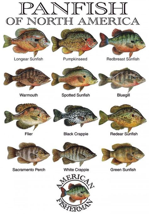 Panfish of North America #fishing #fishing #tips Fish Chart, Crappie Fishing Tips, Alaska Fishing, Fishing Rigs, Crappie Fishing, Salmon Fishing, Types Of Fish, Freshwater Fishing, Catching Fish