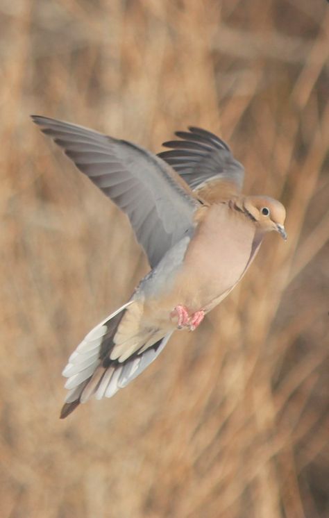 Dove In Flight, Dove Flying, Dove Pigeon, Turtle Doves, Turtle Dove, Dove Bird, Z Arts, Animal Projects, Ap Art