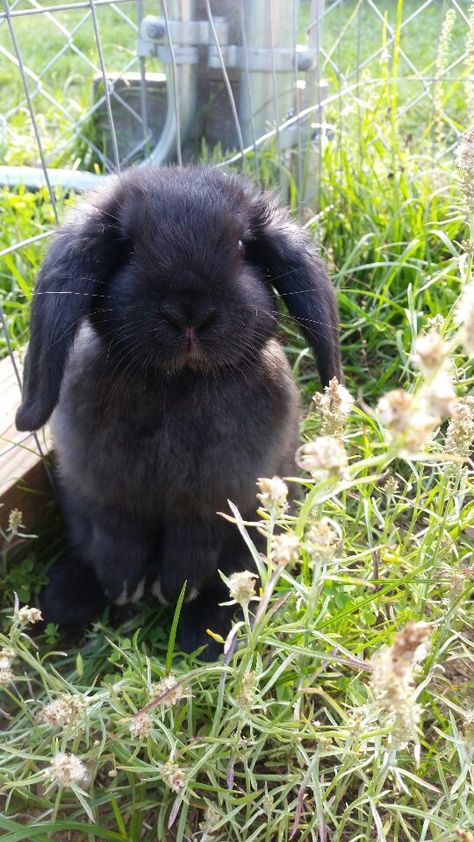 Holland Lop bunny,  black bunny, lop ear bunny, bunnies, black holland lop, rabbits, black rabbits Black Lop Bunny, Black Holland Lop Bunny, Black Bunny Aesthetic, Black Bunnies, Keeping Rabbits, Holland Lop Bunny, Black Bunny Ears, Mini Lop Bunnies, Crazy Bunny Lady