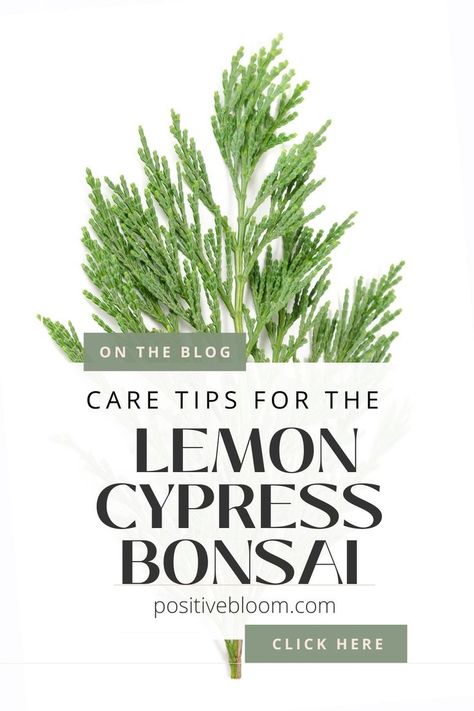 Check out the care guide for the lemon cypress bonsai, learn how to maintain its miniature size, and discover how to treat some common issues that may occur. Cypress Bonsai, Cypress Plant, Lemon Cypress, Peperomia Plant, Alocasia Plant, Calathea Plant, Pothos Plant, Jade Plants, Monstera Plant