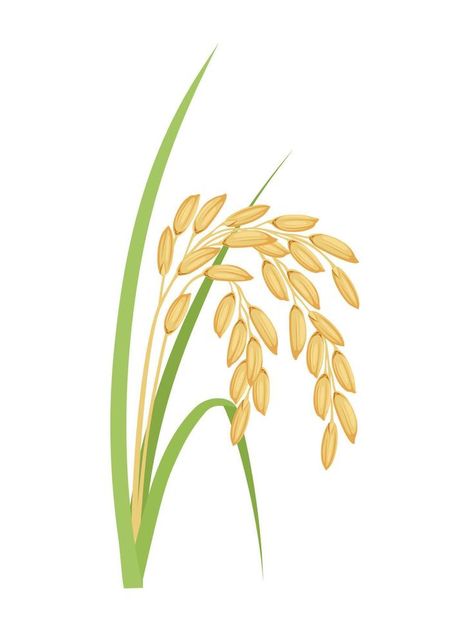 Vector illustration, Paddy with green leaves, isolated on a white background. Rice Paddy Illustration, Agro Logo, Rice Art, Pastel Colors Art, Rice Packaging, Rice Bag, Line Art Vector, Children Book Illustration, Leaf Drawing