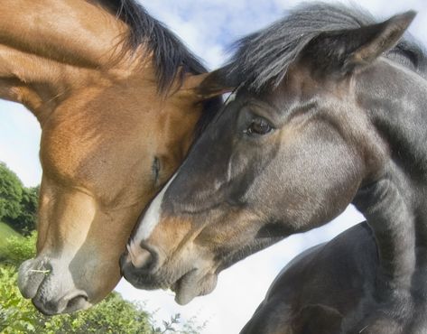 Equine Valentine | Two horses share a moment together, nestl… | Flickr Two Horses Together, Light Bay Horse, Horses Together, Bay Horse, Two Horses, The Animals, Green Grass, Dark Colors, Horses