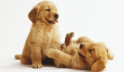 Too Cute!: Watch These Adorable Golden Retriever Puppies Grow Up Right Before Your Eyes in This Time Lapse Video! Puppies Playing, Puppy Sitting, Cute Puppy Pictures, Puppy Play, Golden Retriever Puppy, Retriever Puppy, Puppies Funny, Dog Images, Golden Retrievers