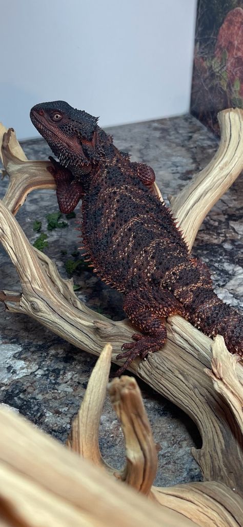 Red Monster Bearded Dragon, Cool Lizards, Cool Reptiles, Bearded Dragon Diy, Pet Reptiles, Reptile Pets, Bearded Dragon Food, Colorful Lizards, Bearded Dragon Cute