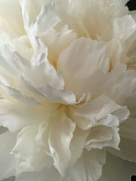 Flowers Peonies, White Peonies, Deco Floral, Shades Of White, Flower Photos, White Aesthetic, White Flower, Love Flowers, Flowers Photography