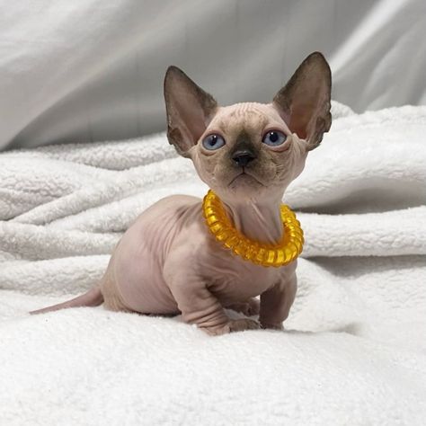 Male and female Sphynx Kittens Sphynx Kittens For Sale, Sphynx Kittens, British Shorthair Kittens, Sphynx Cats, Newark New Jersey, Newark Nj, Siamese Kittens, American Shorthair, Kitten For Sale