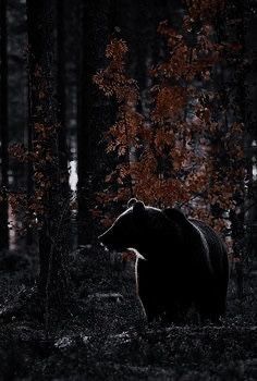 Werebear Aesthetic, Merida Aesthetic, Trilogy Aesthetic, Winternight Trilogy, Dark Crowns, Ghost Orchid, Fancy Aesthetic, Scared To Love, Iphone Wallpaper Landscape