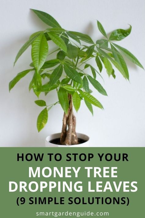 Money Tree Plant Care, Chinese Money Tree, Money Tree Bonsai, Grow Money, Money Tree Plant, Pachira Aquatica, Trendy Plants, Plant Care Houseplant, Inside Plants