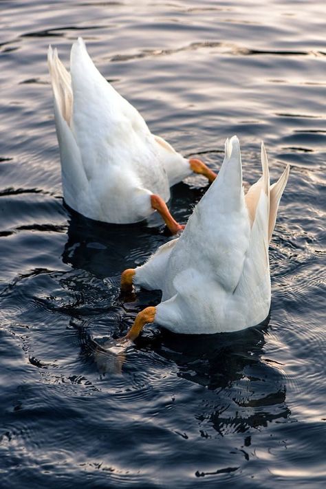 Aesthetic Bird, Duck Wallpaper, Duck Photo, What The Duck, Cute Ducklings, Duck Art, Bird Tattoo, Ocean Wallpaper, Cute Animal Photos