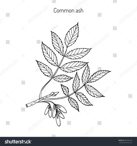 ash tree leaves Ash Leaf Drawing, Ash Tree Leaves Tattoo, Ash Leaves Tattoo, Ash Leaf Tattoo, Ash Tree Drawing, Ash Tree Tattoo, Ash Tree Leaves, Green Man Tattoo, Ash Tattoo