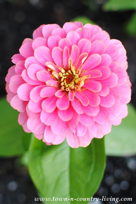 Home Grown Zinnia Garden Town, Tuberous Begonia, Gardening Zones, Indoor Flowers, Annual Flowers, Diy Pallet Projects, House Gifts, Beautiful Flower Arrangements, Companion Planting