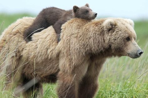 Mama bear Dog Rap, Grizzly Bear Cub, Mother Bears, Brown Bears, Dangerous Animals, Animal Magic, Bear Cub, Bear Pictures, Baby Animals Funny