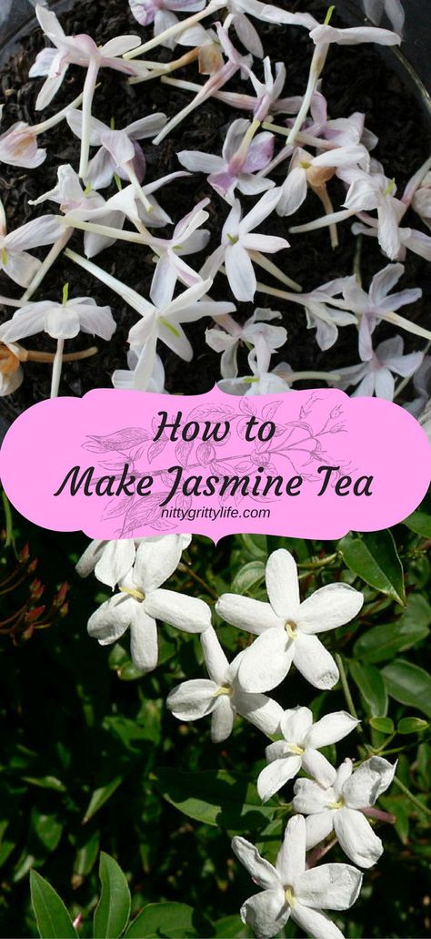 Jasmine tea is an exotically scented, sensually delicious, but simple tea to make at home. Save money & "tea" like royalty with this DIY preparation. Diy Teas, Food Basics, Hungry Eyes, Green Tea Detox, Tea At Home, Diy Tea, Medicinal Tea, Homesteading Ideas, Making Tea