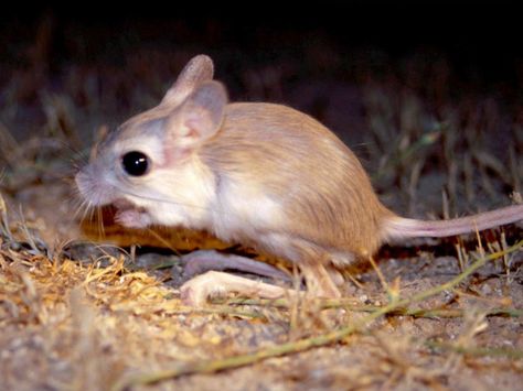 Kangaroo Mouse, Long Eared Jerboa, Kangaroo Rat, Soul Cleansing, Science Knowledge, Desert Animals, Animals Friendship, Animal Book, Animal Alphabet