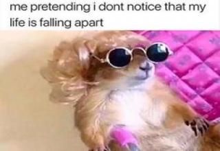 life falling apart meme - me pretending i dont notice that my life is falling apart My Life Is Falling, Mood Humor, E Card, What’s Going On, Animal Memes, Mood Pics, Dankest Memes, Funny Texts, Really Funny