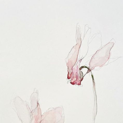 Phillippa Mills on Instagram: "Cyclamen . . . #botanical #sketchbook #cyclamen #sowbread #cyclamenhederifolium #februaryflower #botanicalillustration #watercolour" Cyclamen Flower Tattoo, Cyclamen Flower Aesthetic, Cyclamen Watercolor, Cyclamen Flower, Botanical Sketchbook, February 8, Sketchbook Art, Sketchbook Art Inspiration, Botanical Illustration