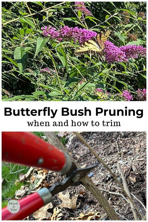 Pruning Butterfly Bush, Butterfly Bush Care, Azaleas Care, Butterfly Garden Plants, Porch Flowers, Invasive Plants, Butterfly Bush, Garden Yard Ideas, Attract Butterflies