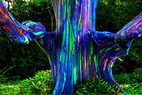 Daily Fun Facts #26; The Rainbow Eucalyptus Tree — Steemit Eucalyptus Deglupta, Rainbow Eucalyptus Tree, Kailua Hawaii, Daily Fun Facts, Rainbow Eucalyptus, Weird Trees, Eucalyptus Trees, Rainbow Pictures, Magical Tree