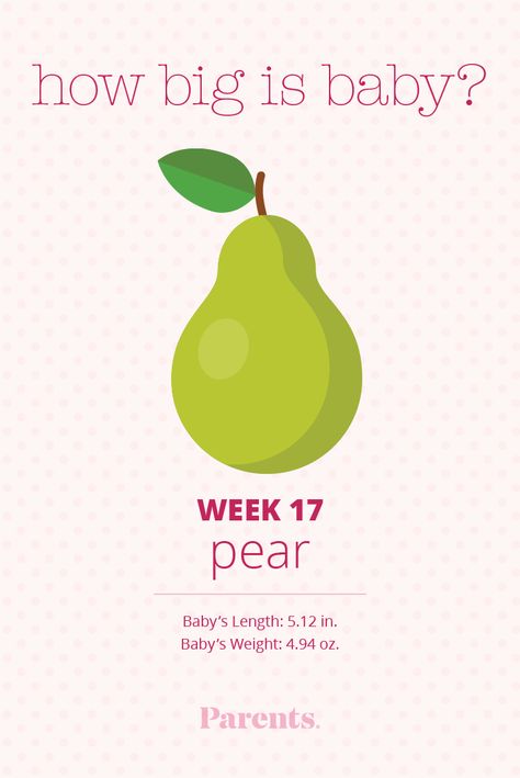 In week 17, your baby is really starting to move. Get tips on making daycare decisions, dealing with dizziness, and more. 17 Weeks Baby Size, Baby Size By Week, Second Trimester Pregnancy, Baby Development Chart, Stages Of Baby Development, 17 Weeks Pregnant, Baby Development Milestones, Baby Weeks, 5 Month Old Baby