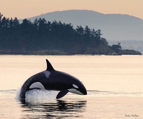 Maya's Legacy Whale Watching Friday Harbor, San Juan Island Orcinus Orca, Perfect Pic, Sea Mammal, Save The Whales, San Juan Island, Orca Whales, San Juan Islands, Killer Whale, Marine Mammals