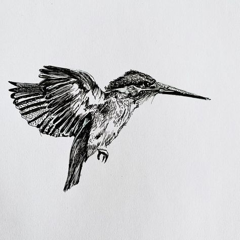 Kingfisher Bird Tattoo, King Fisher Tattoo, Sketchy Bird Tattoo, Kingfisher Bird Drawing, How To Draw A Kingfisher, Kingfisher Sketch, Kingfisher Tattoo Black And White, Kingfisher Drawing, Kingfisher Drawing Pencil