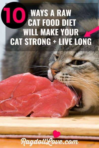 Cat Diet Plan, Raw Cat Food Diet, Raw Cat Food, Healthy Cat Food, Raw Cat Food Recipes, Homemade Cat Food, Cat Advice, Best Cat Food, Cat Diet