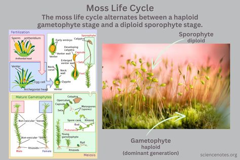 Learn about the bryophyte or moss life cycle. Get a labeled diagram and see how alternation of generations works in moss reproduction. Periodic Table Poster, Physics Problems, Learn Biology, Science Homework, Chemistry Projects, Biology Worksheet, Holiday Science, Growing Crystals, Chemistry Worksheets